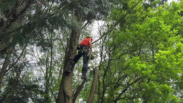 Best Palm Tree Trimming  in Lake Ketchum, WA